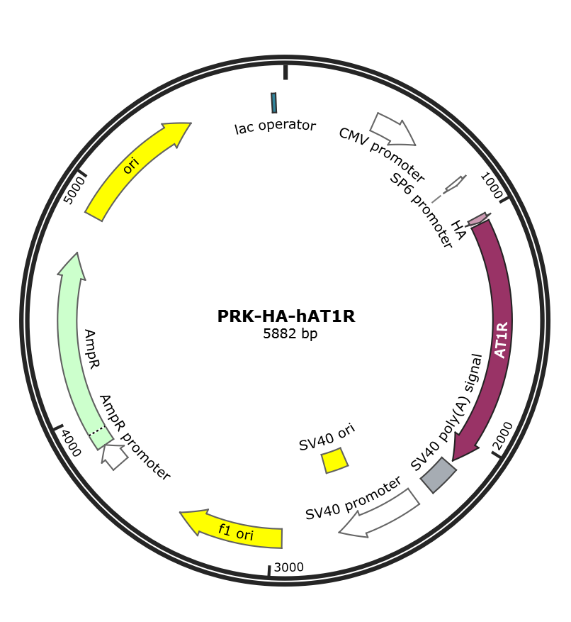 pRK-HA-hAT1R